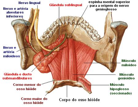 Arco alveolar da mandíbula - e-Anatomy - IMAIOS