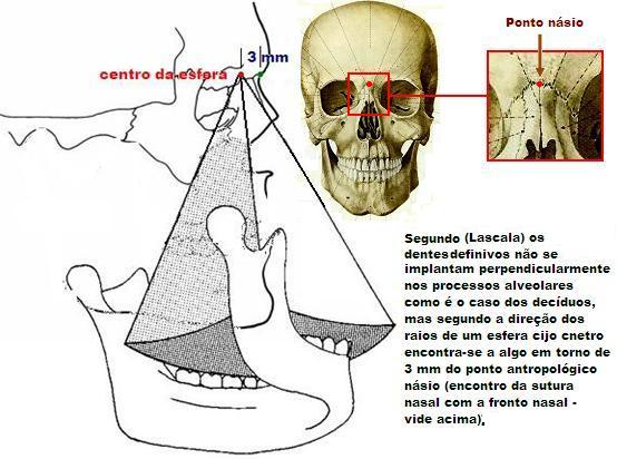 A. Maxila e mandíbula em oclusão frontal inicial, mostrando a