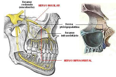 Fossa pterigopalatina anatomia